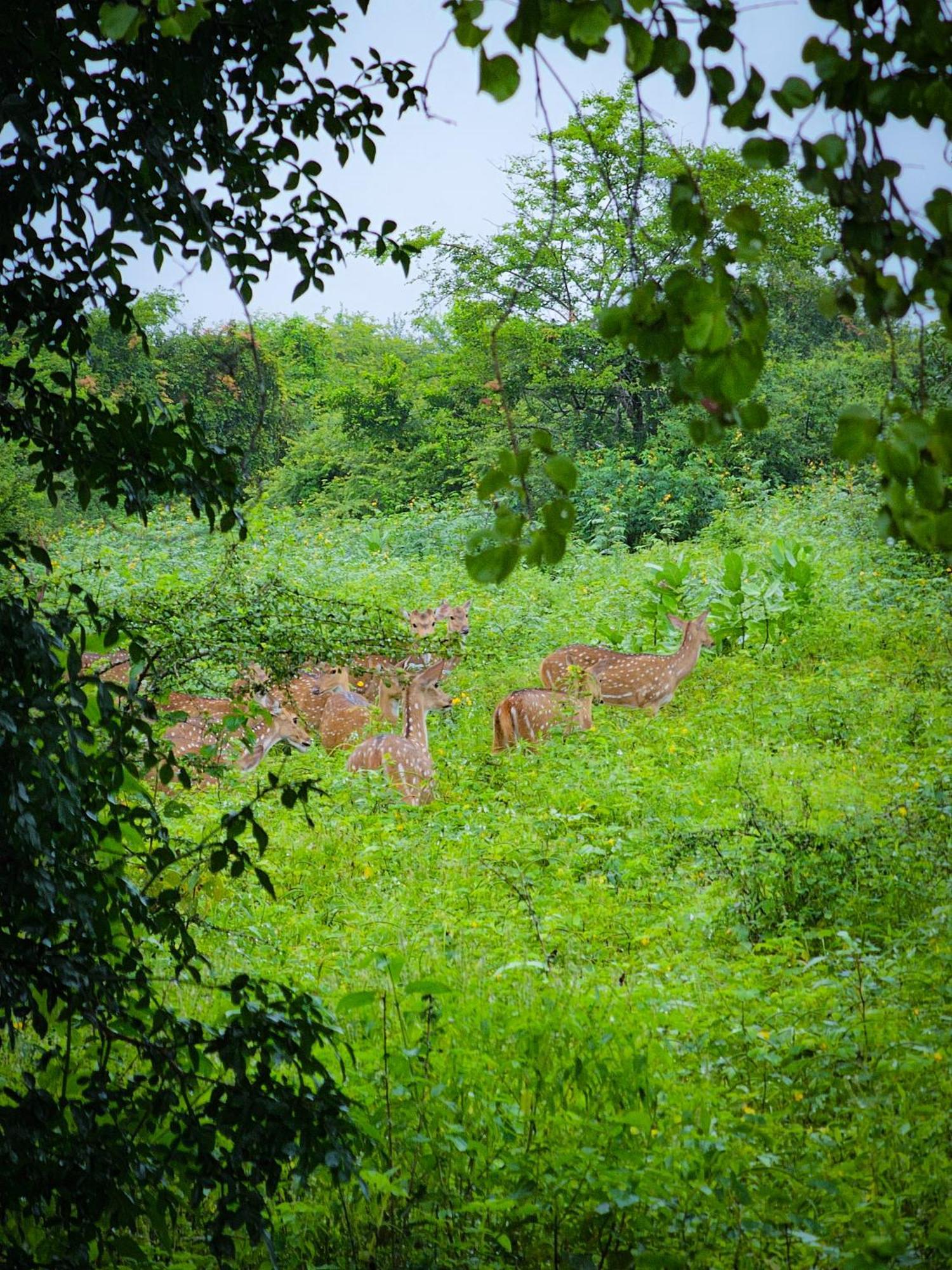Bright Sun Safari Hotel Udawalawe Luaran gambar