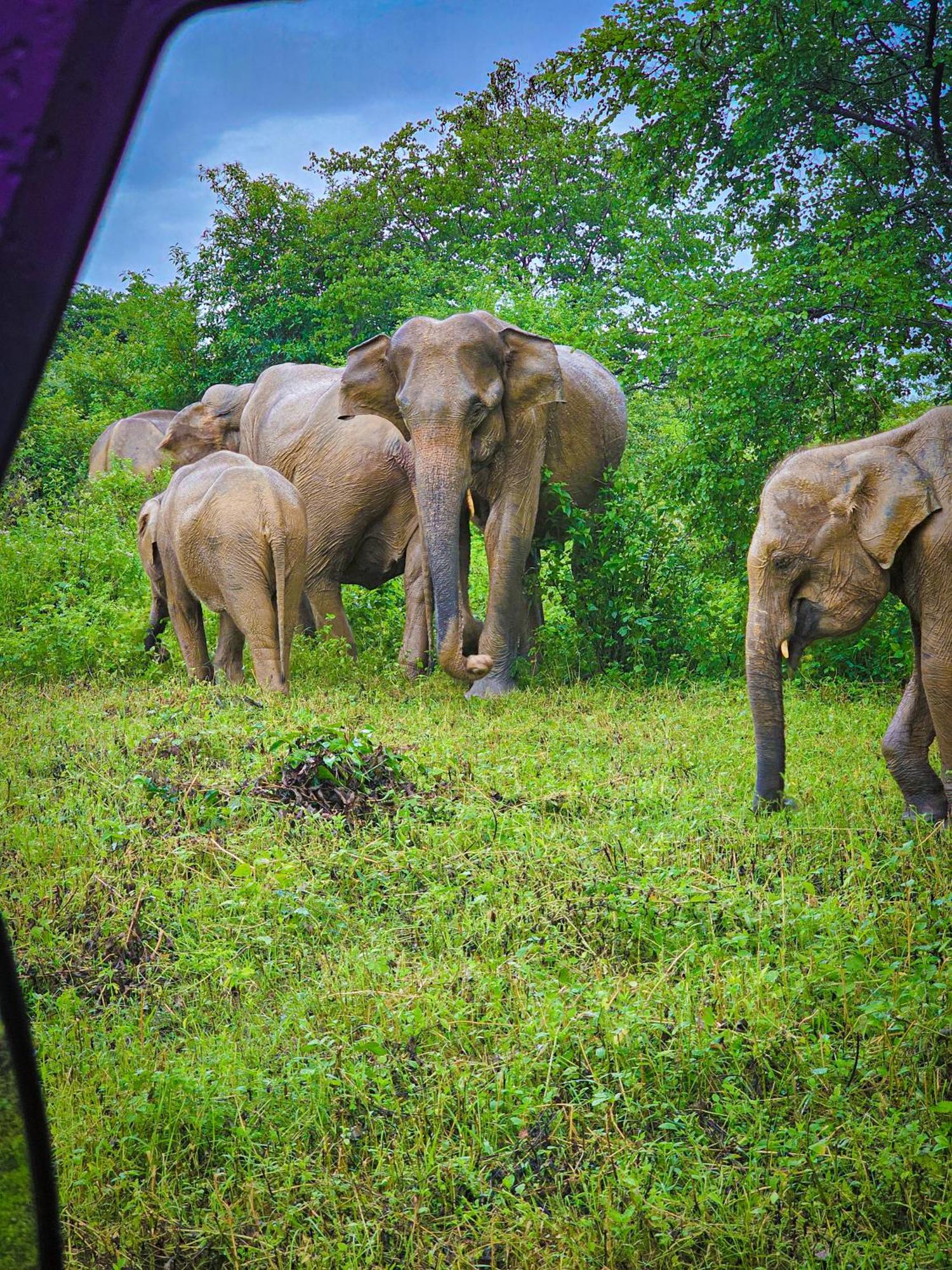 Bright Sun Safari Hotel Udawalawe Luaran gambar